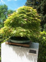 /album/danimayosinfojardin2/bonsai-arcer-palmatum-semi-chidori-jpg-jpg/